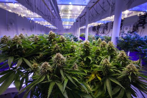 Commercial Marijuana Grow Operation; roq of cannabis plants