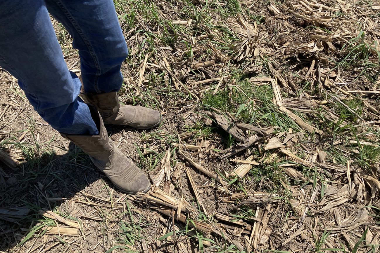 boots in a corn field