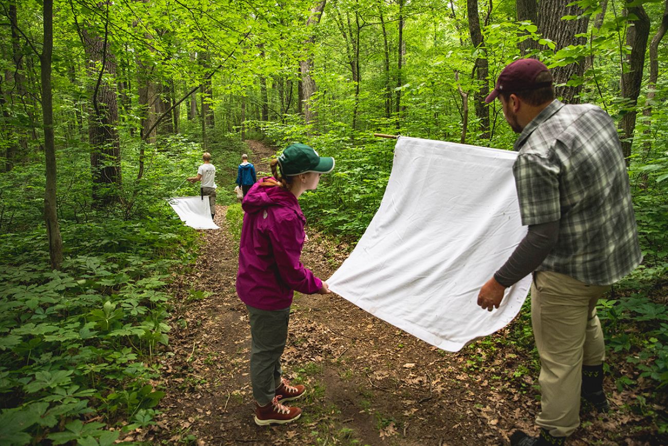 researchers in the woods with a sheet