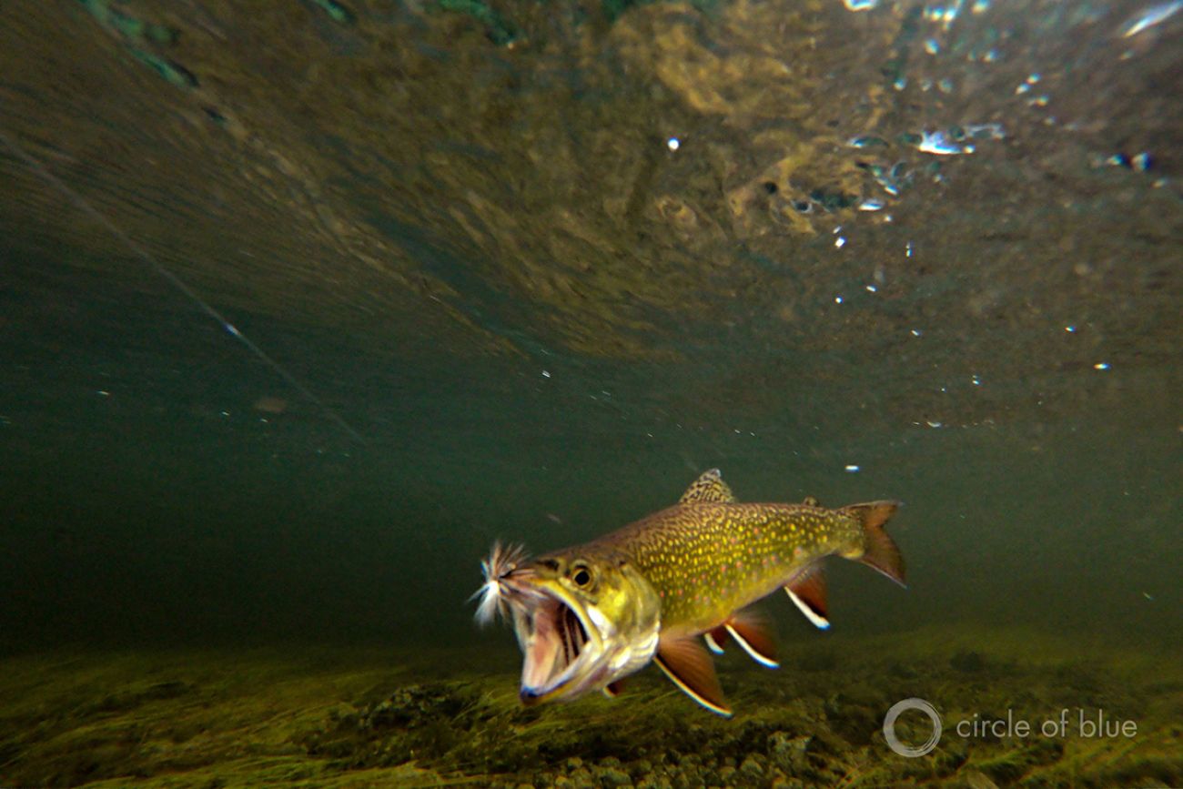 Brook trout swimming