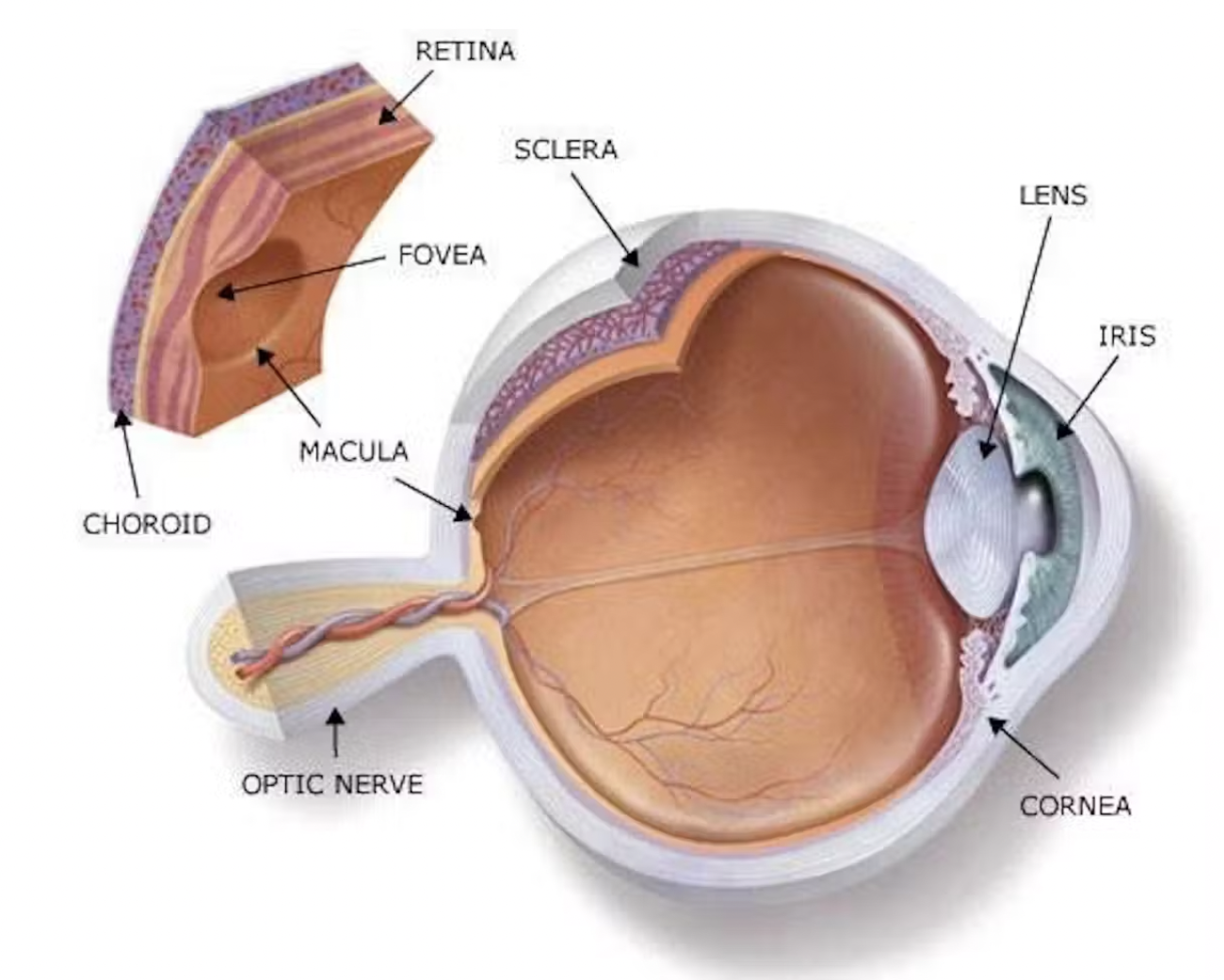 a look at different parts of the eye