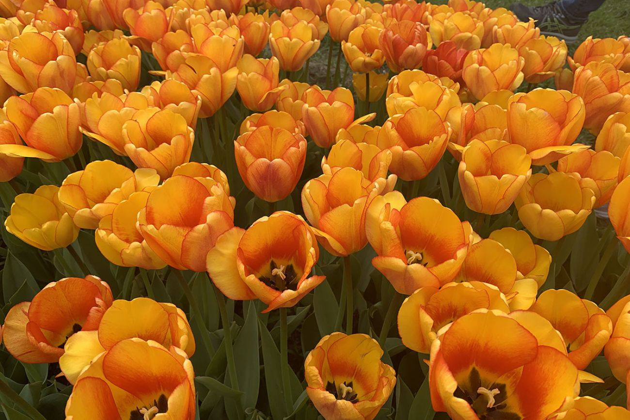 oragne tulips in Holland, Michigan 