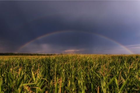 rainbow over cornfield