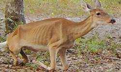 Deer with chronic wasting disease