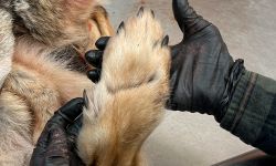 skinned hide of wolf front paw