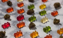 rows of CBD gummy bears candy with some buds of cannabis