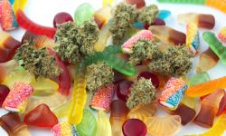 Dried medical marijuana buds lie among gummies of various shapes and flavors. On a cold white background