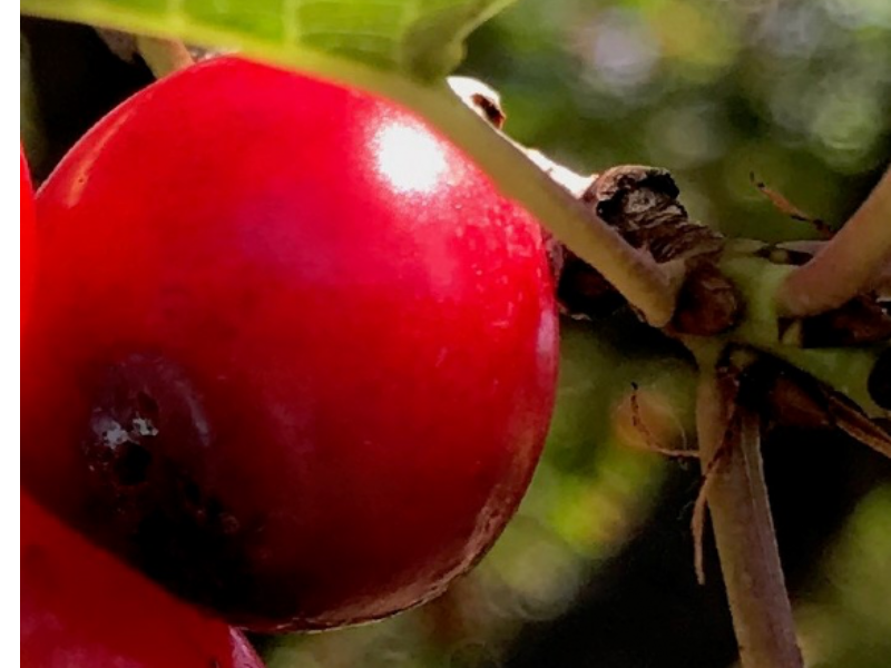 Fruitfly n the cherry Fruitfly in the cherry