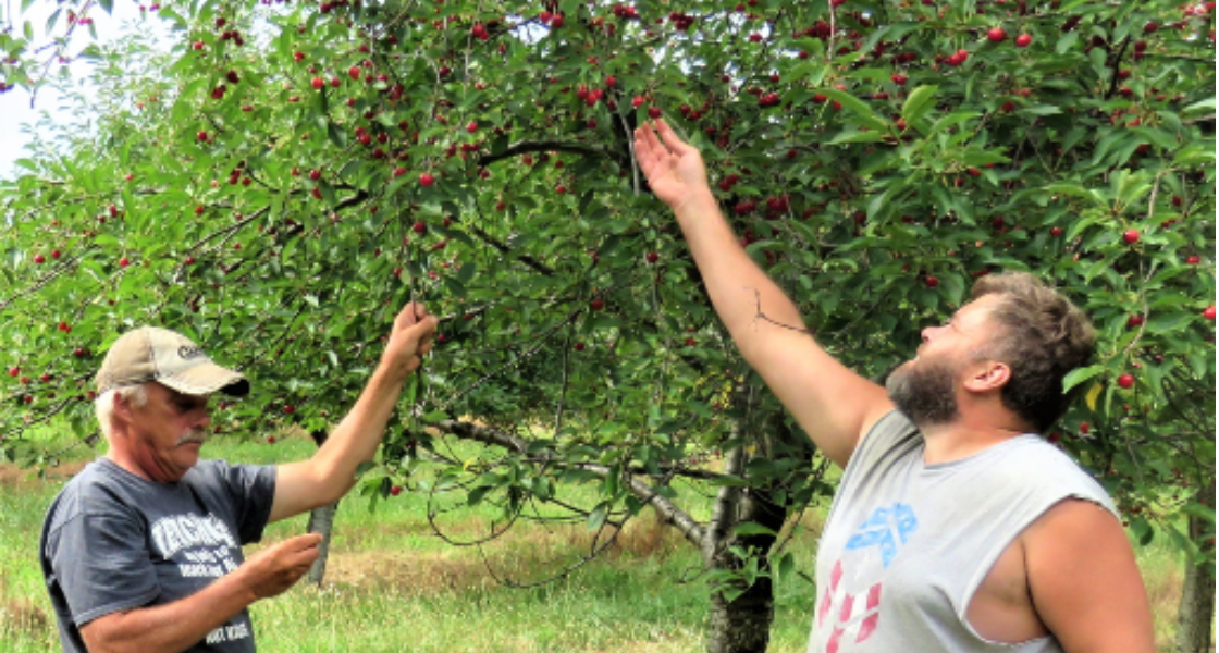 Michigan cherry picking Michigan cherry picking