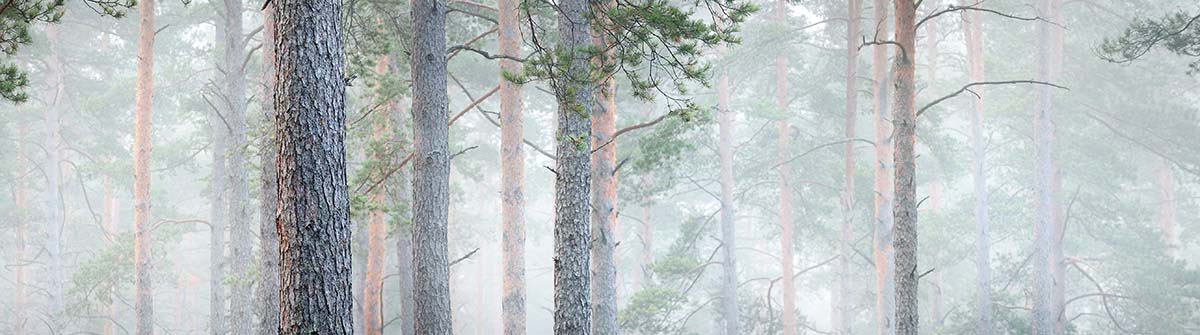 pines