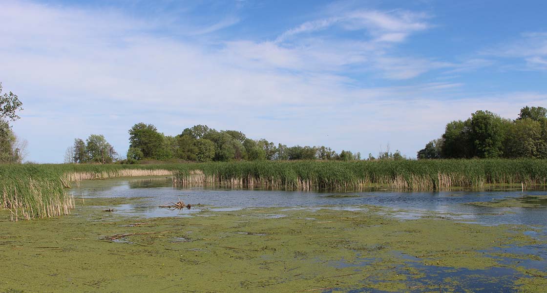 Lake Erie marsh Lake Erie marsh