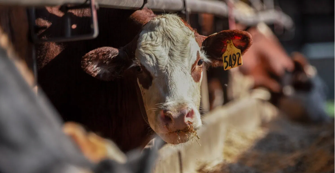 cow cow