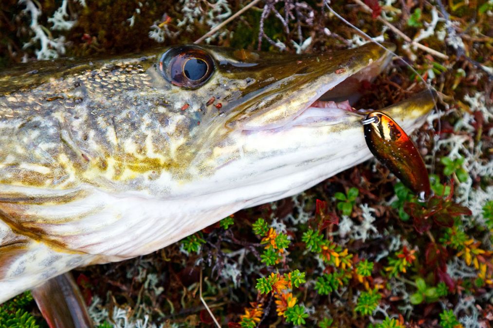 Michigan: Reduce size limit for northern pike in some lakes