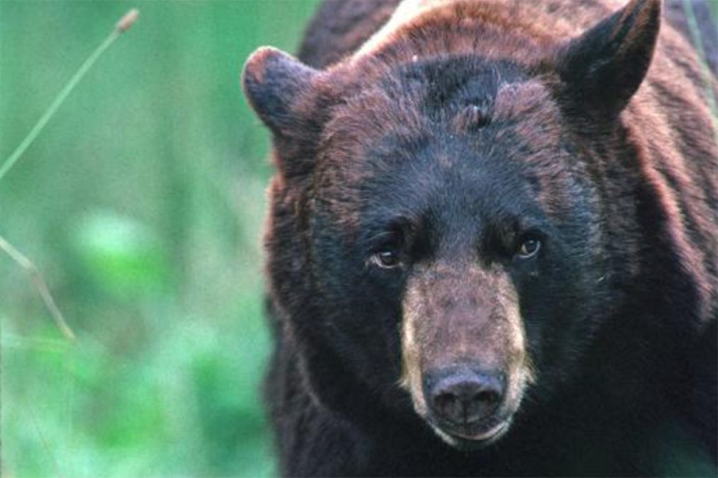 Michigan's black bear population is booming