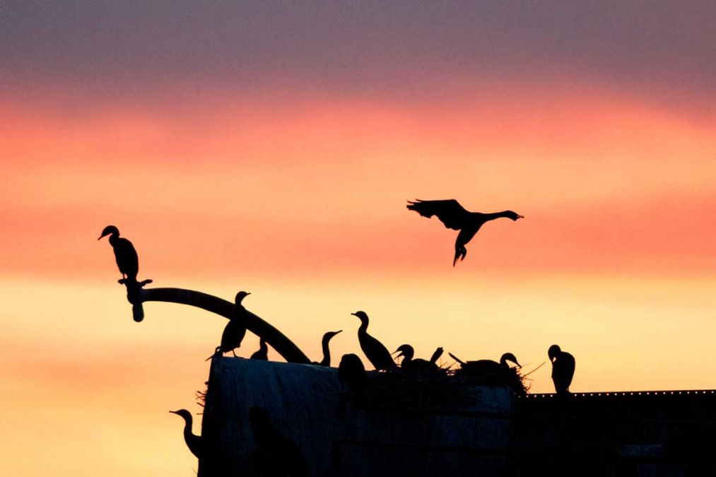 With few friends on Great Lakes, chorus grows for cormorant kills | Bridge  Michigan