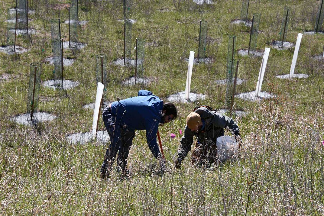 Clint Boulton, left, and Traven Michaels plant a seedling on Friday, April 30.