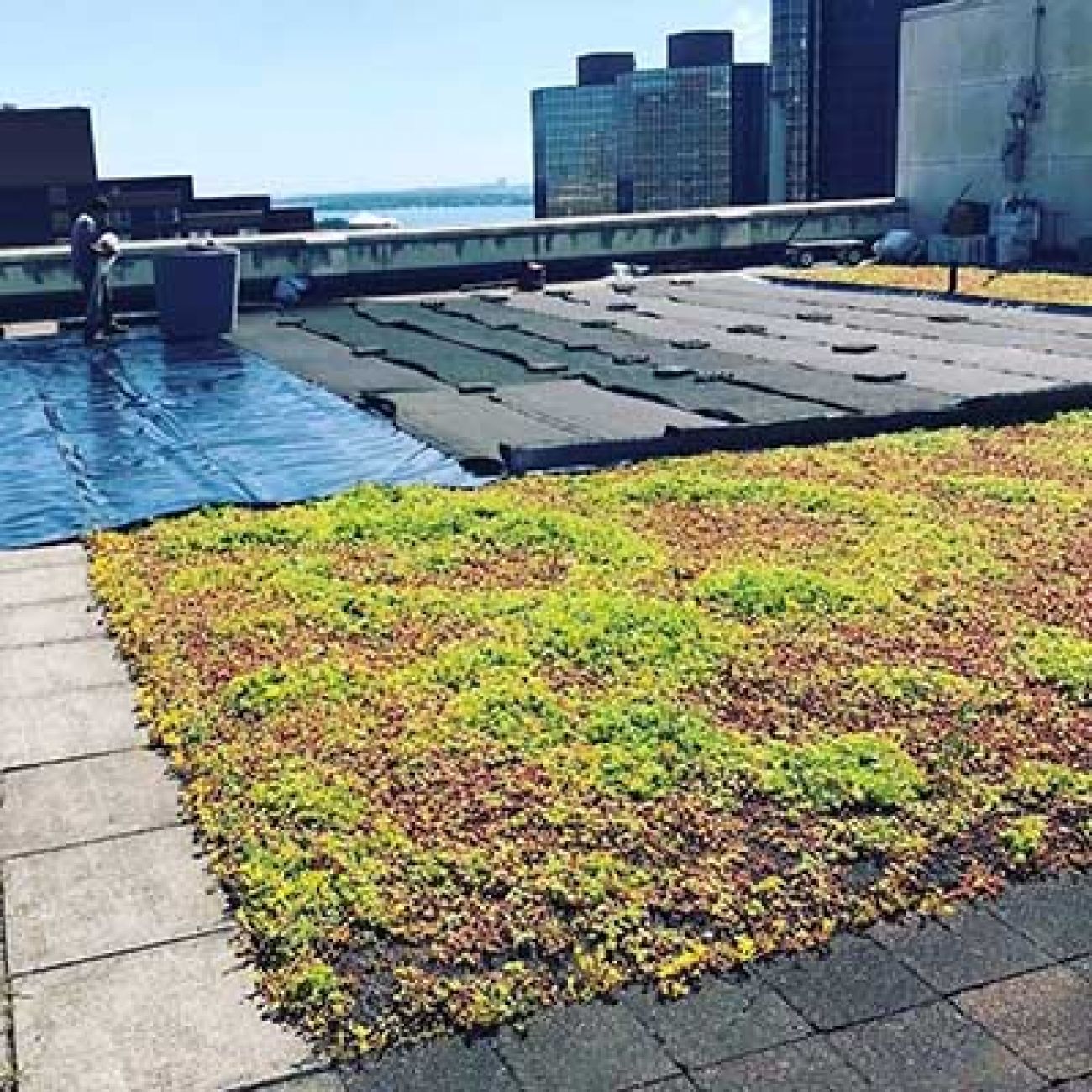 living roof in Detroit, Michigan