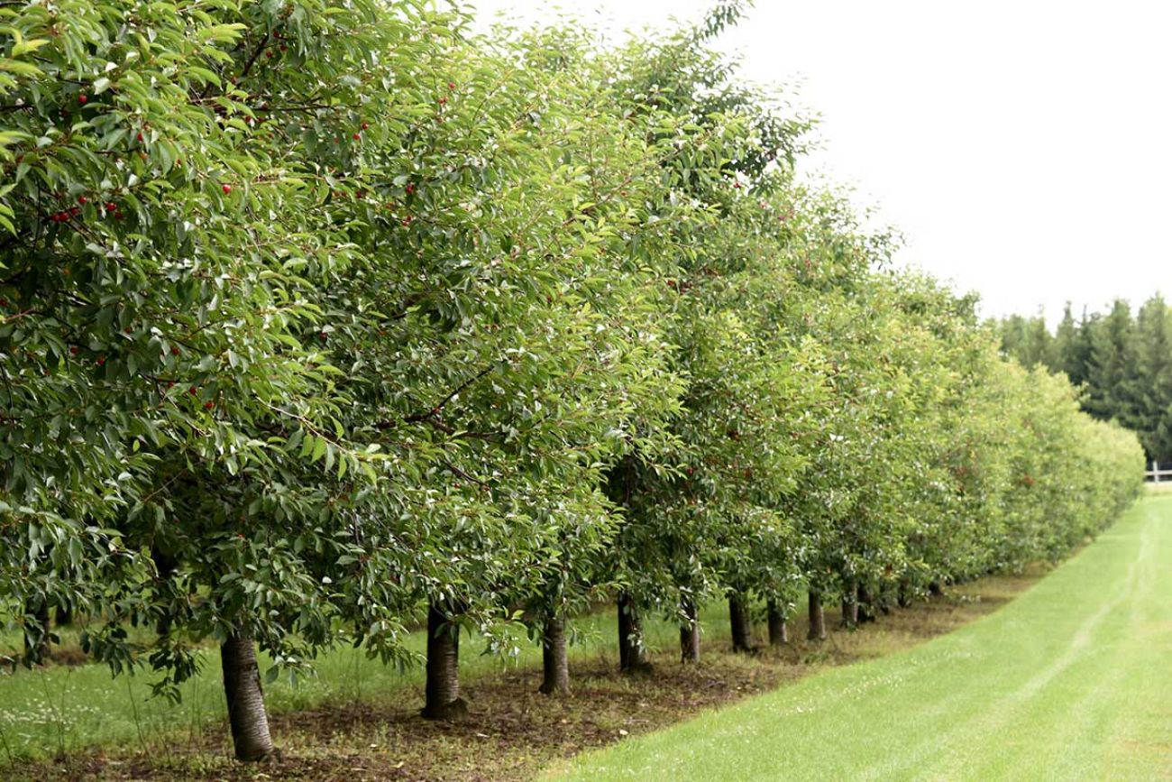 Tart cherry trees at King Orchards
