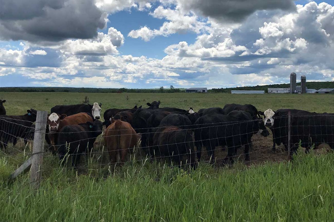 Cattle huddle near the edge of Cliff Lindberg’s pasture.