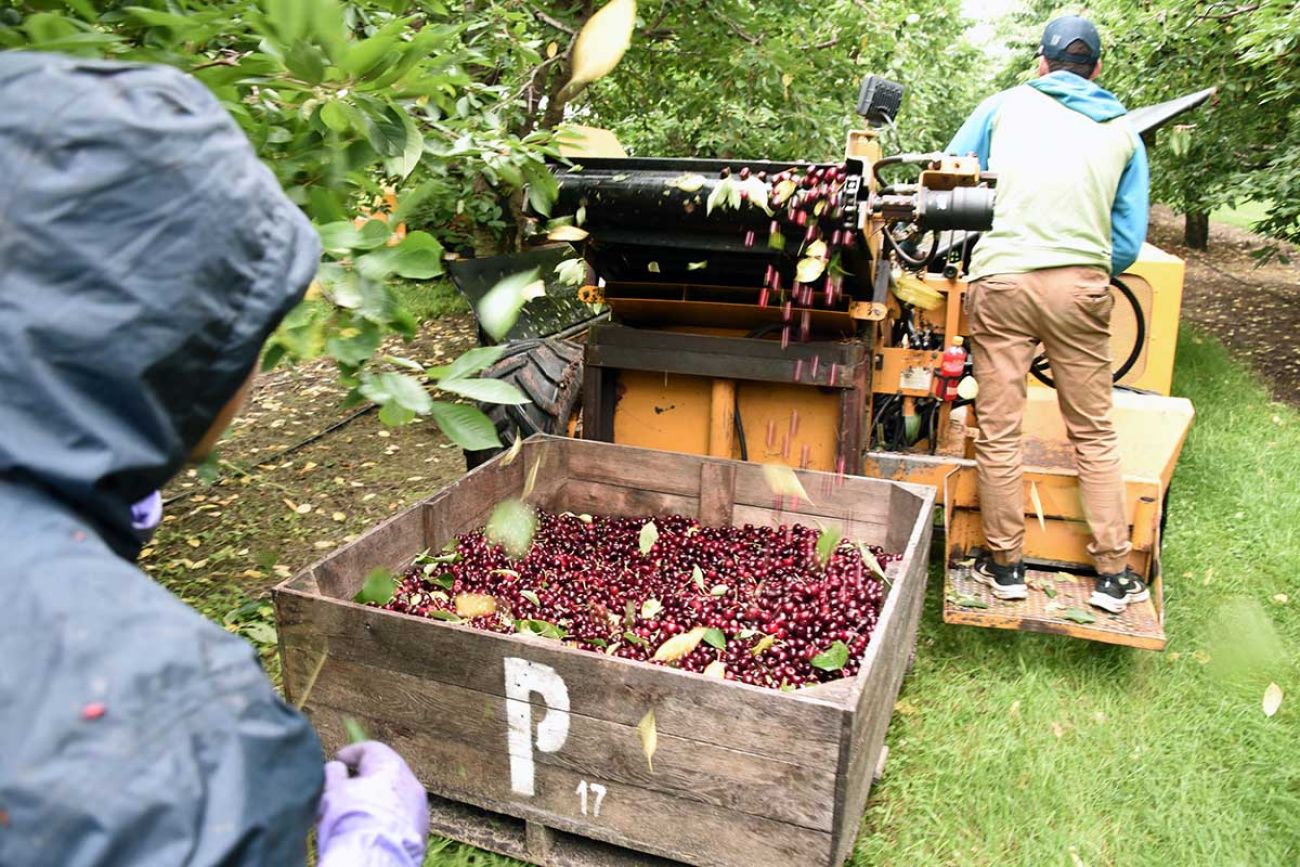 tart cherry harvest