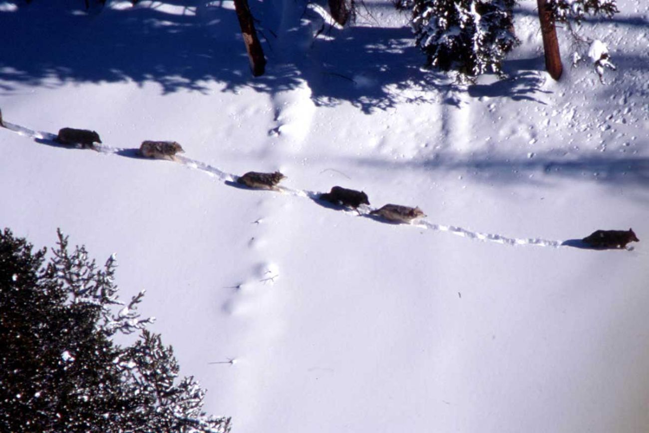 A pack of wolves trudges through the snow