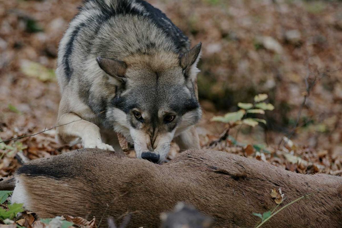 wolf eating deer