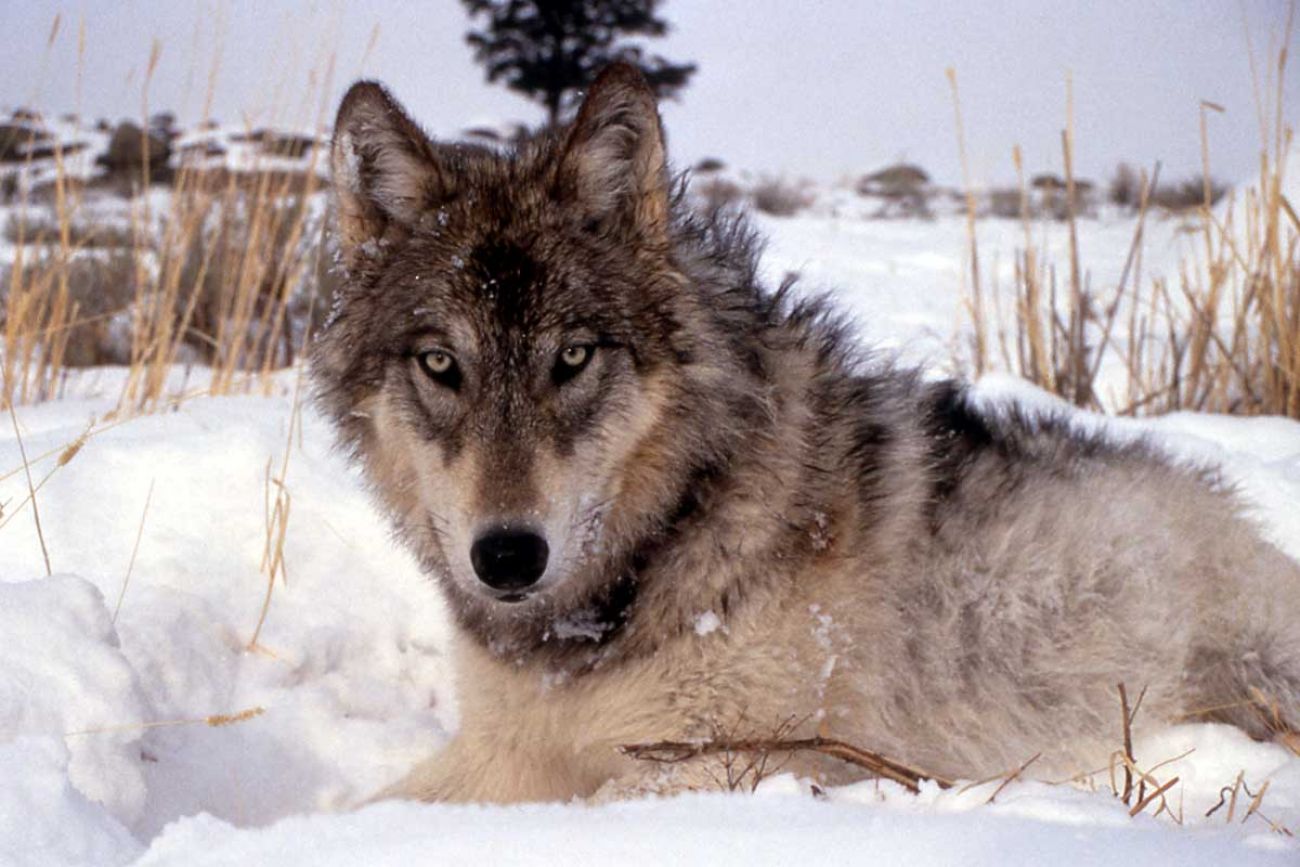 what states allow wolf dogs