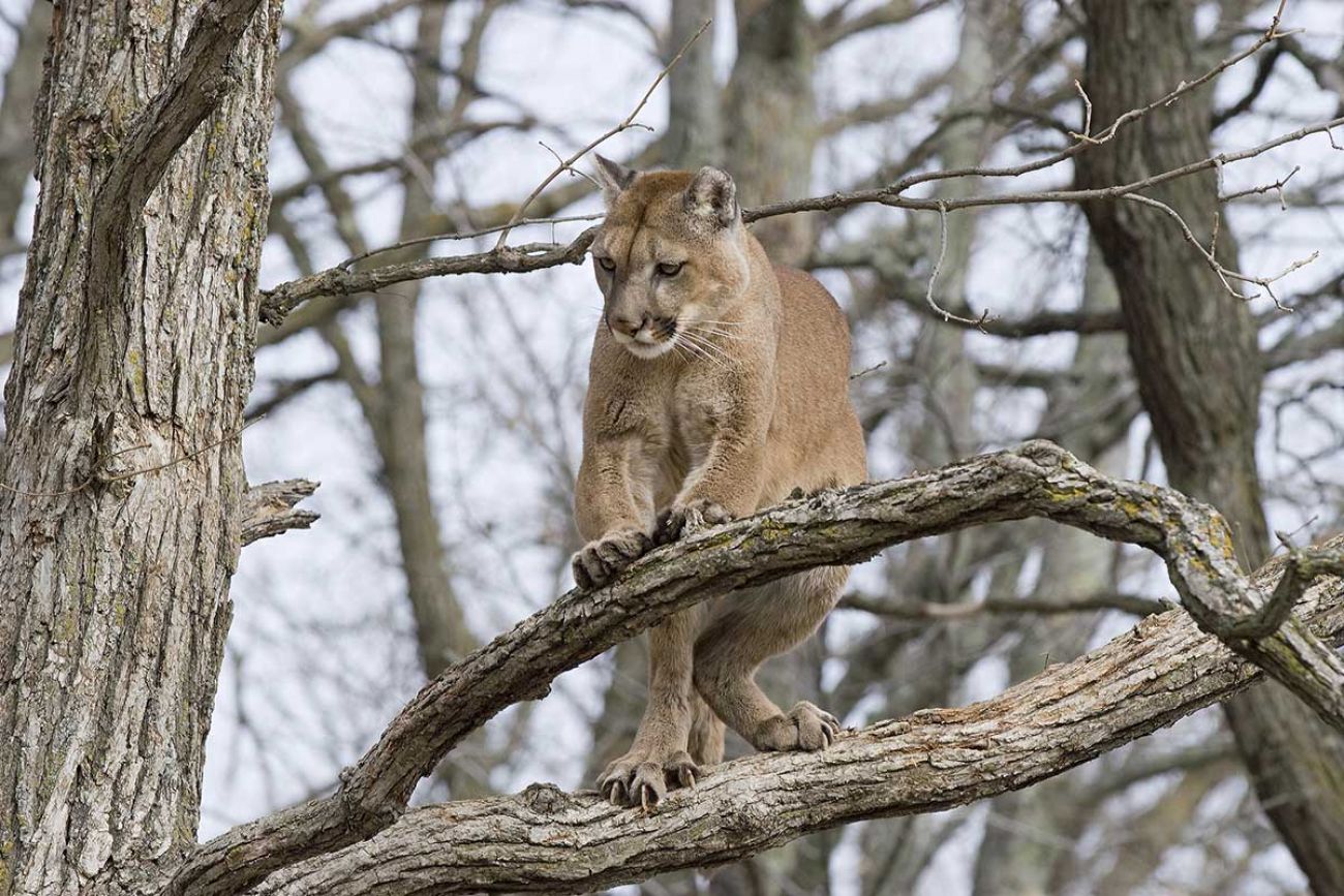 cougar in tree