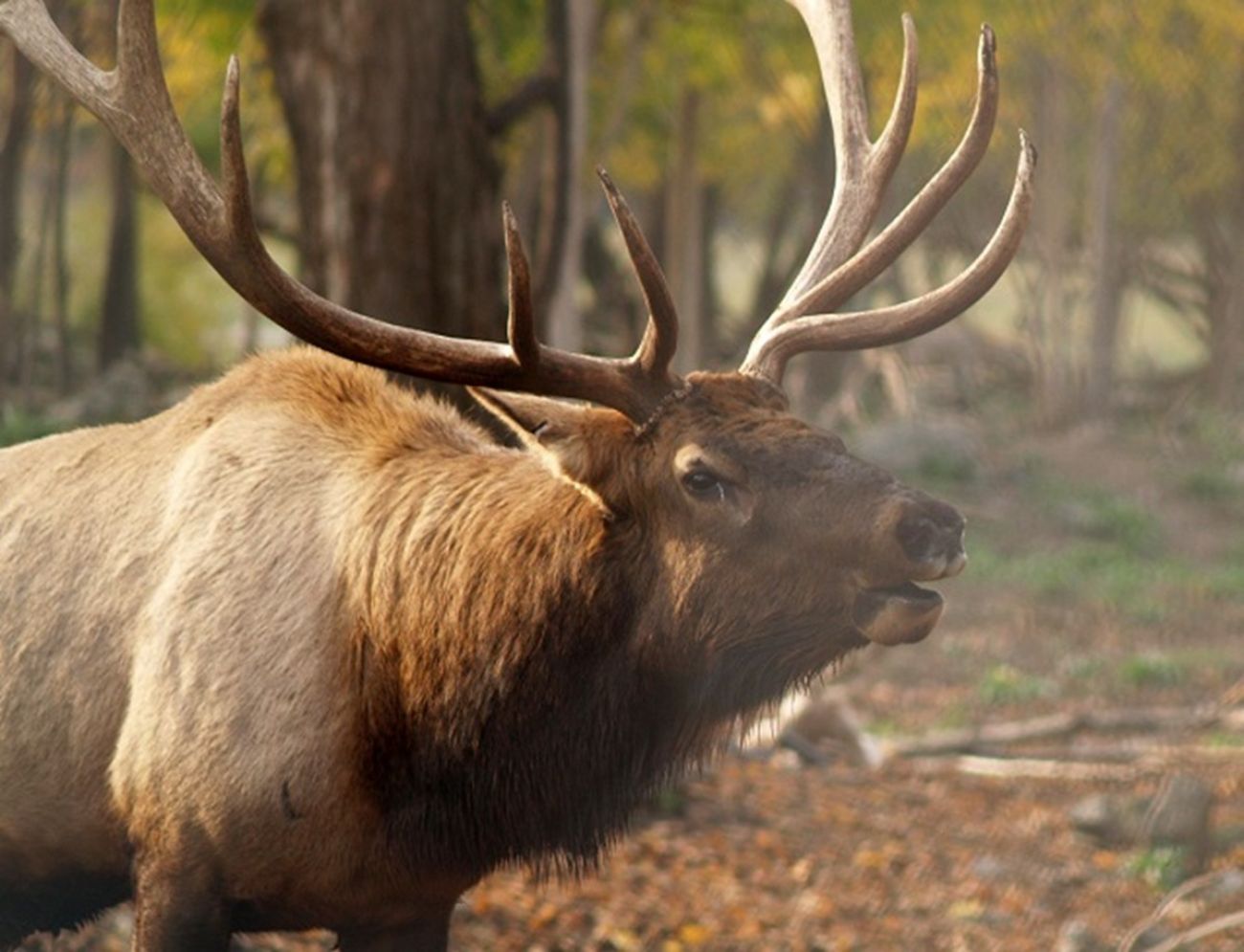 Elk