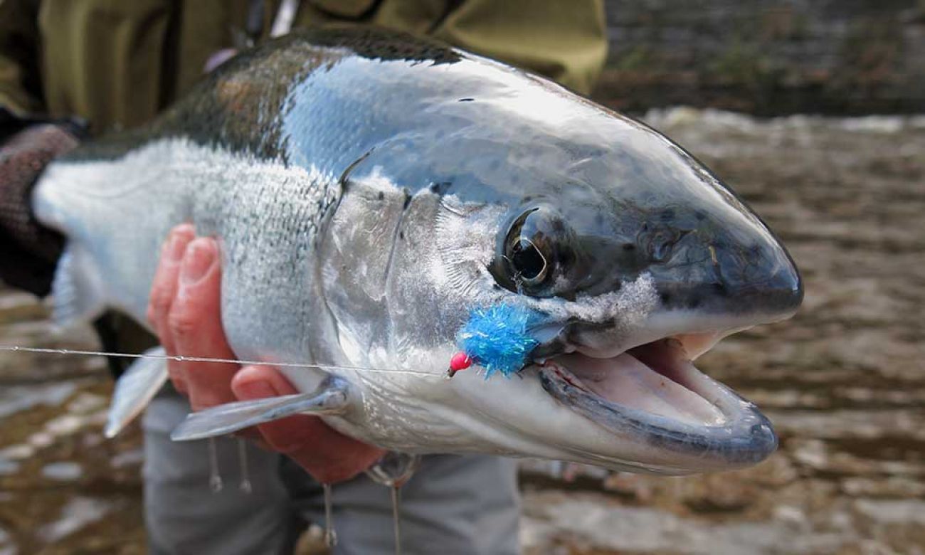 Steelhead struggle in some Michigan waters. Will a catch limit help?