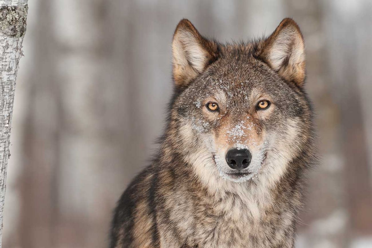 Michigan wildlife official cries wolf. Gray wolf advocates want him gone. |  Bridge Michigan