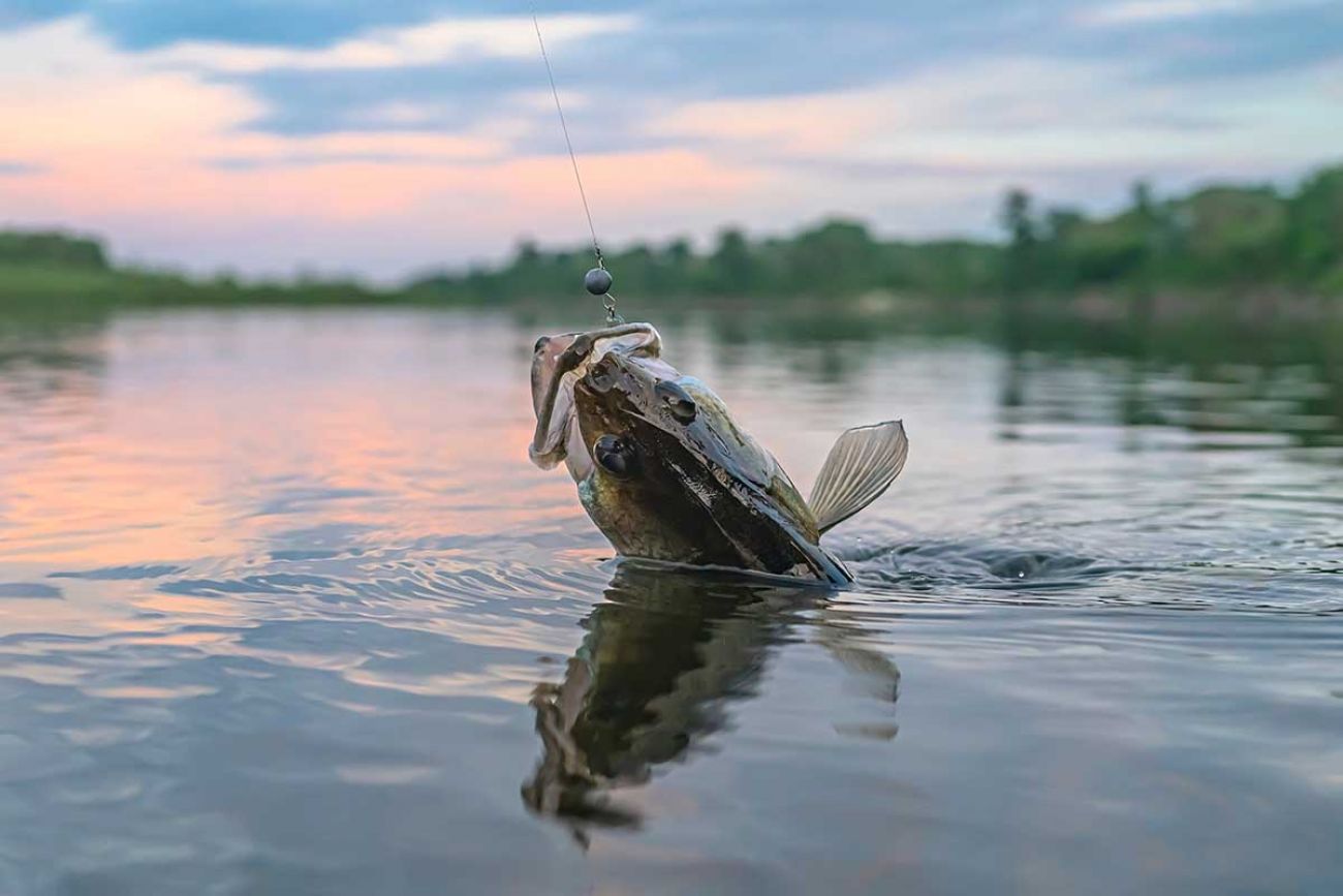 Walleye