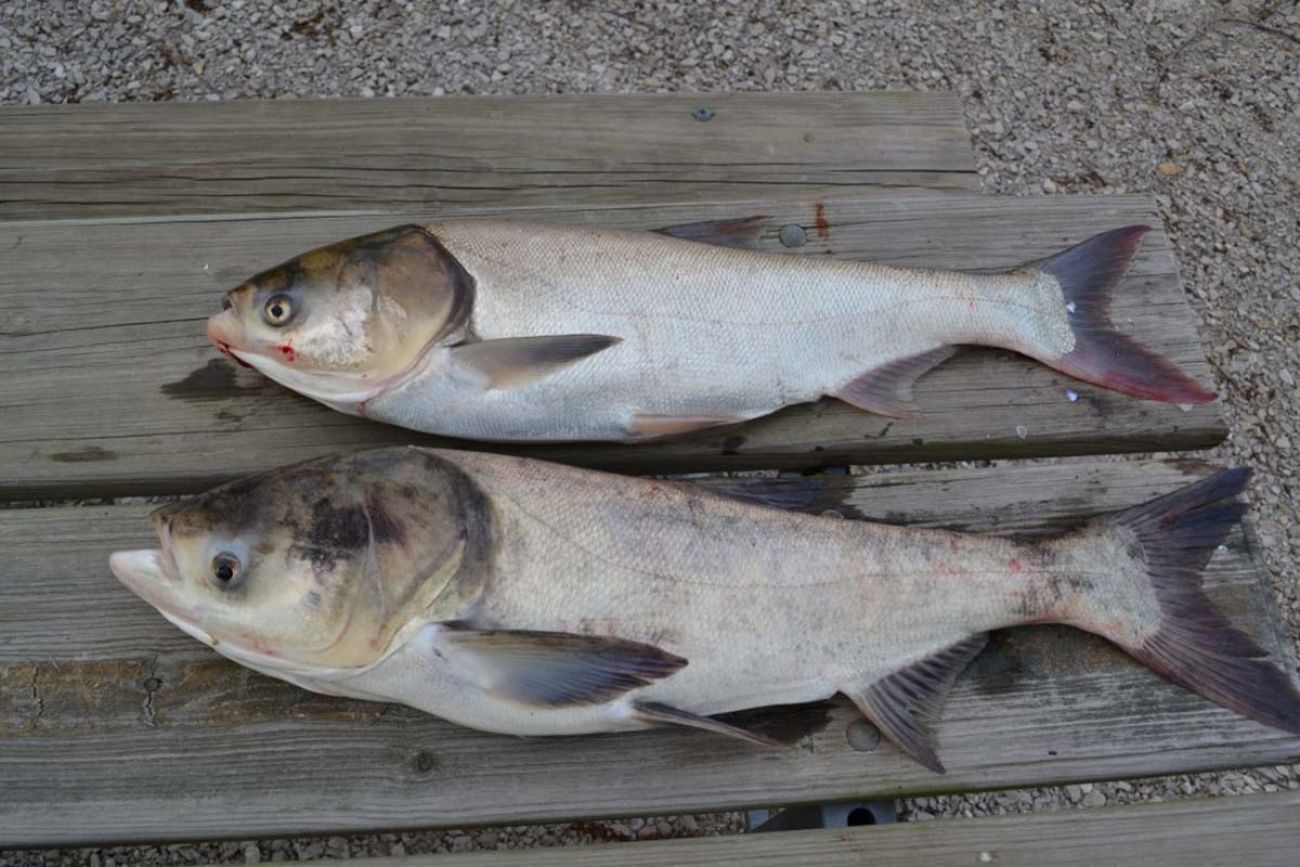 Feds earmark $226 million for Great Lakes invasive carp project