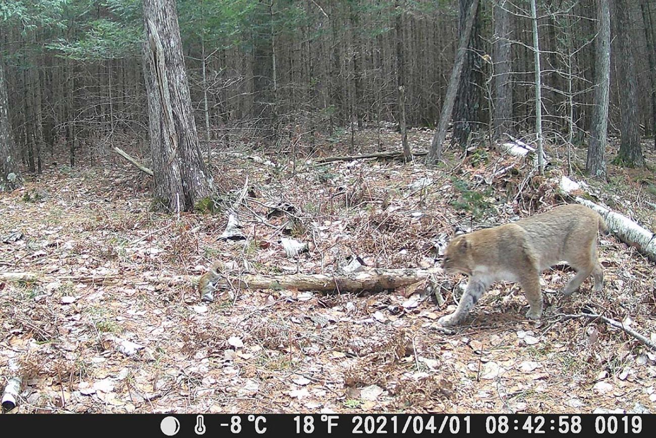 Bobcat