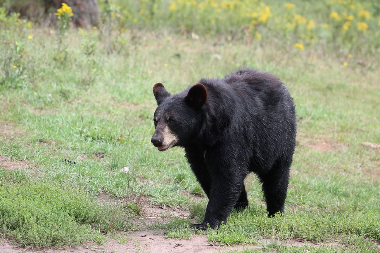 Black Bears