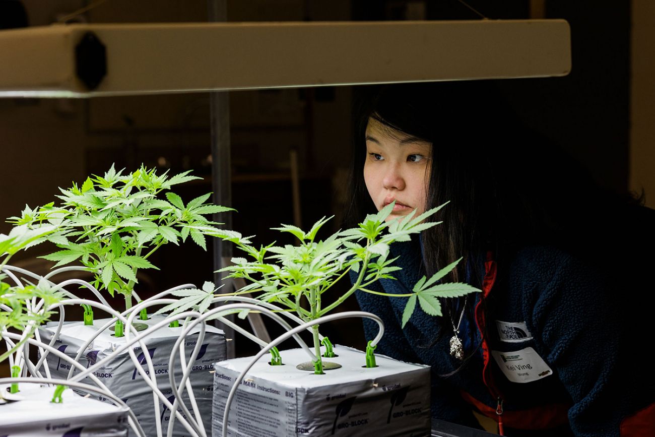 Kei Ving Wong looking at cannabis