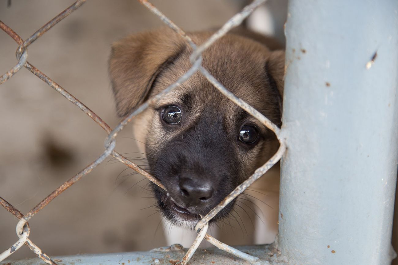 Dana Nessel: Wayne State experiments on dogs should face new animal testing  rules | Bridge Michigan