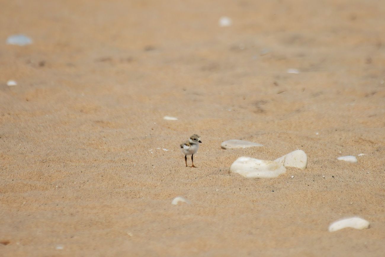 piping plover chick 
