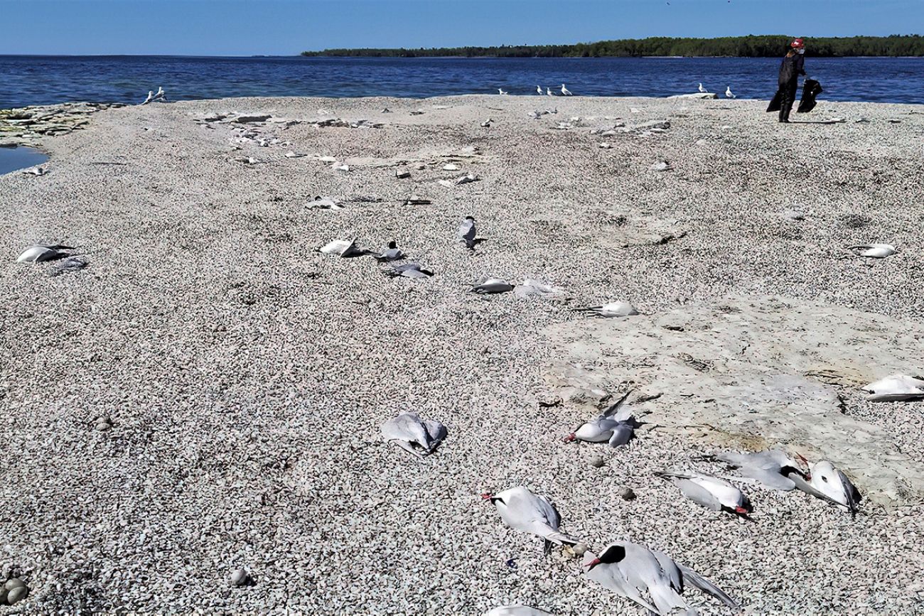 dead birds scattered on a beach
