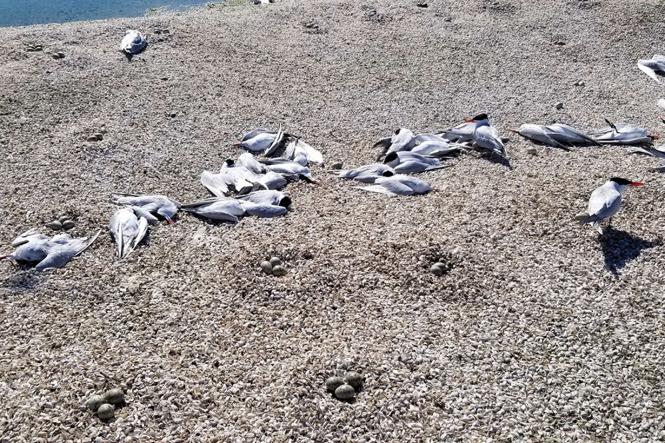 line of dead birds