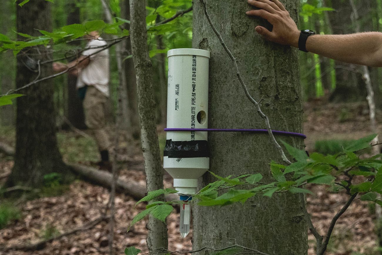 box on a tree