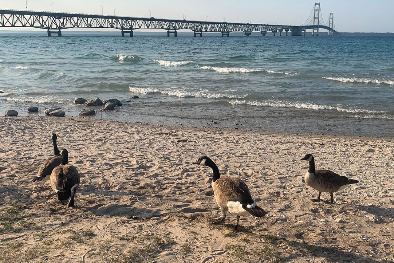 geese walking on the beach