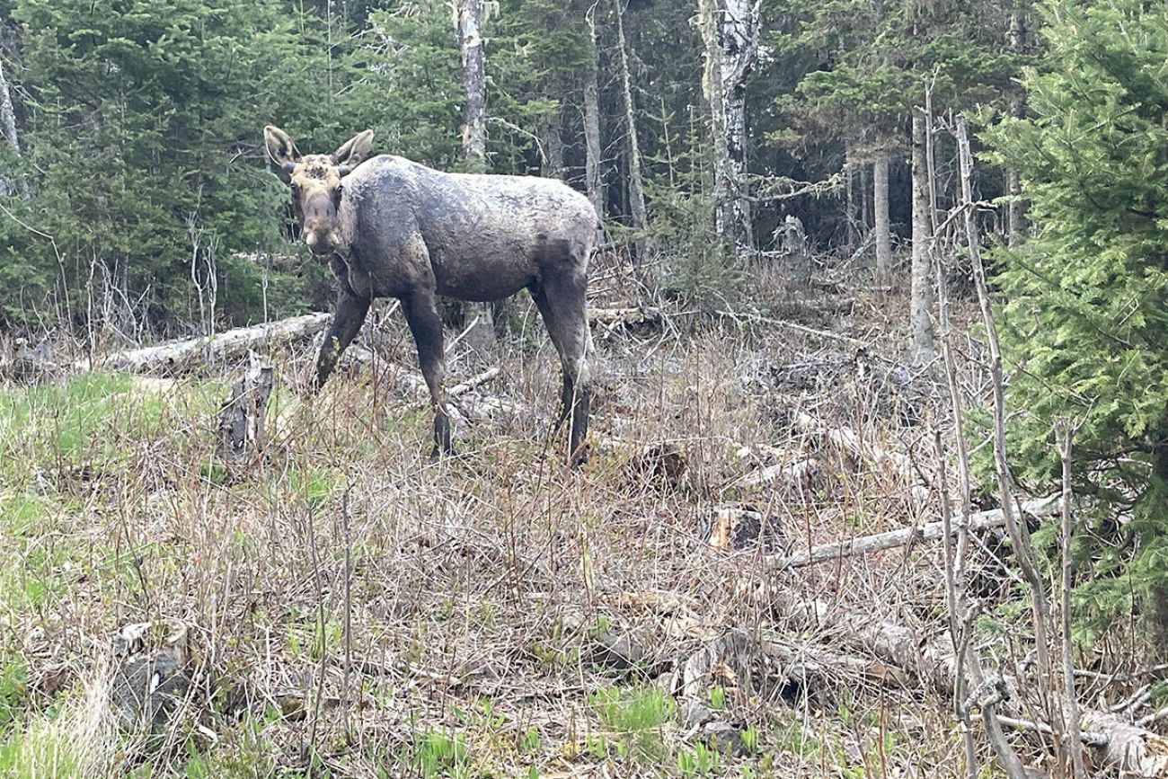 moose in a forest 