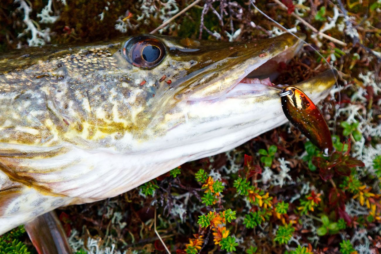 Feed And Grow Fish : Pike 