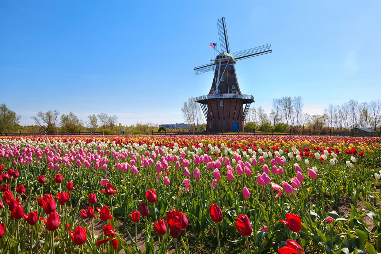 windmill surronded by Tulips