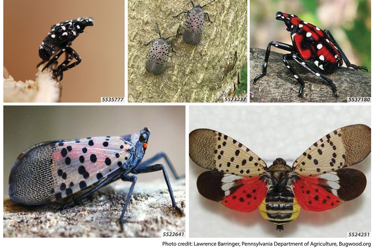 lanternfly