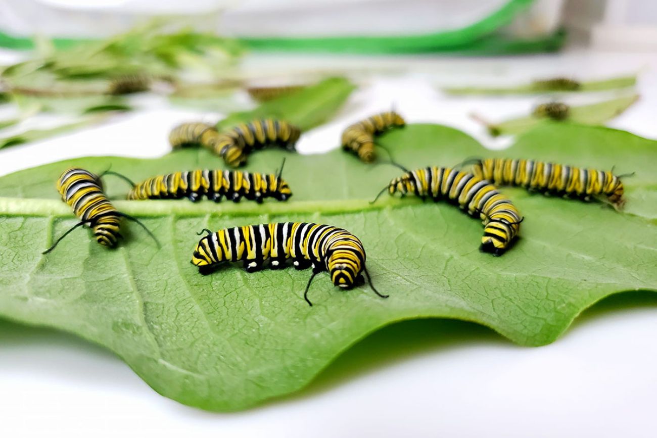 caterpillars