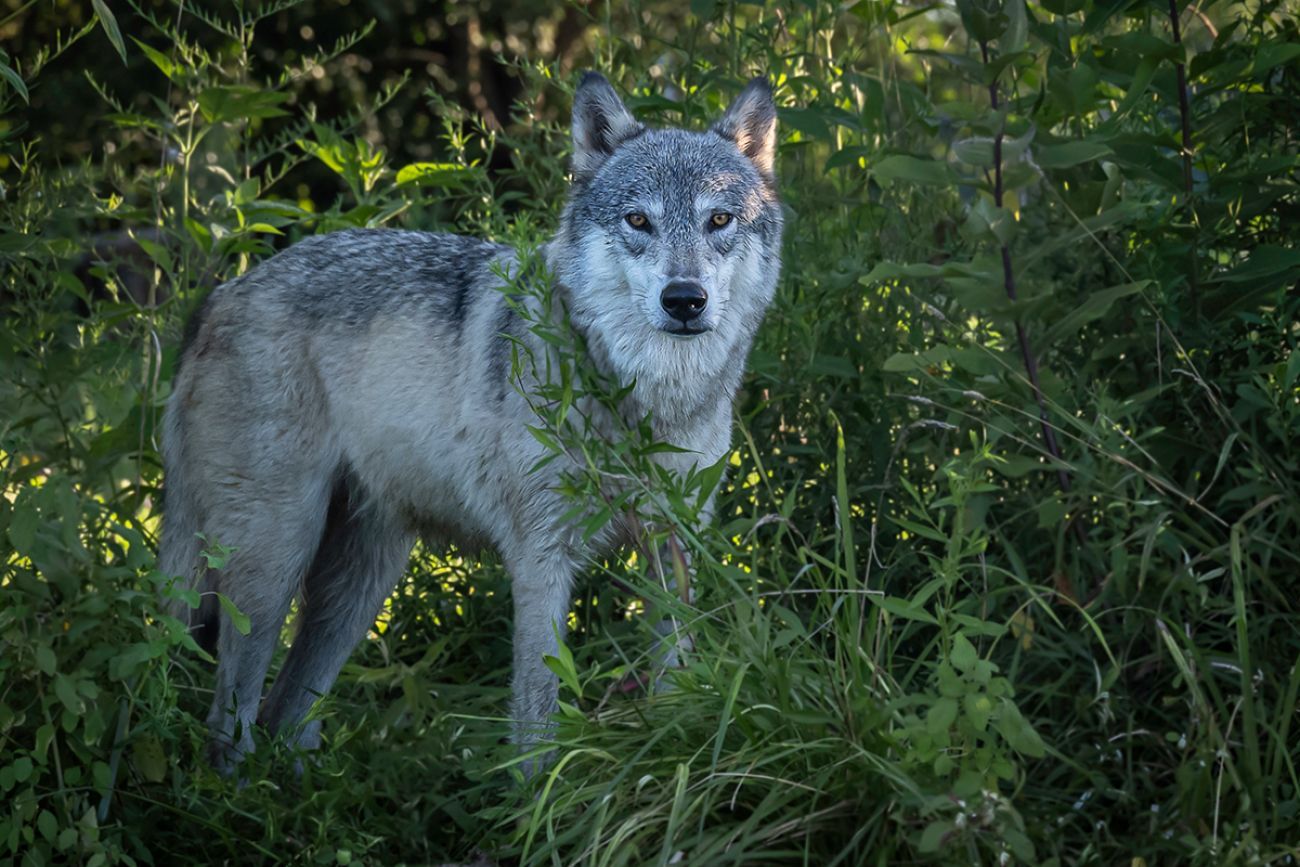 The Truth About Wolf Hunting in North America