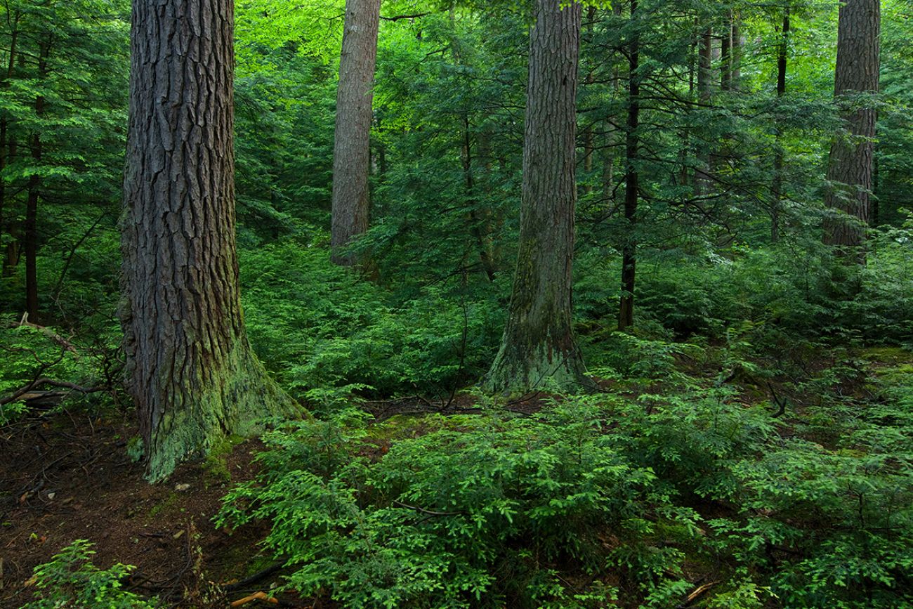 forest