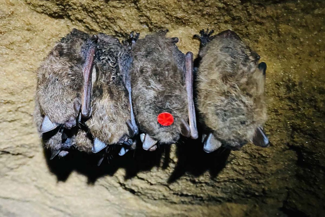 four bats, one with red dot